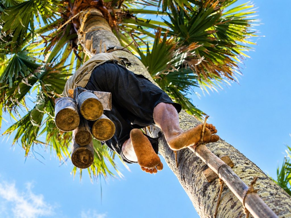 Récolte de la sève sur un palmier à sucre