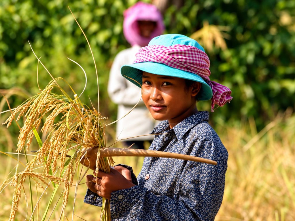 Une jeune femme récolte le riz, coiffée d’un krama rose