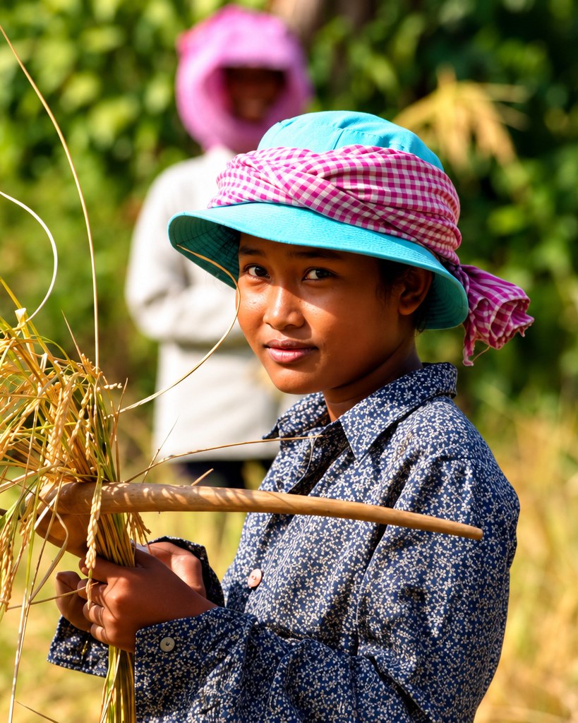 Une jeune femme récolte le riz, coiffée d’un krama rose